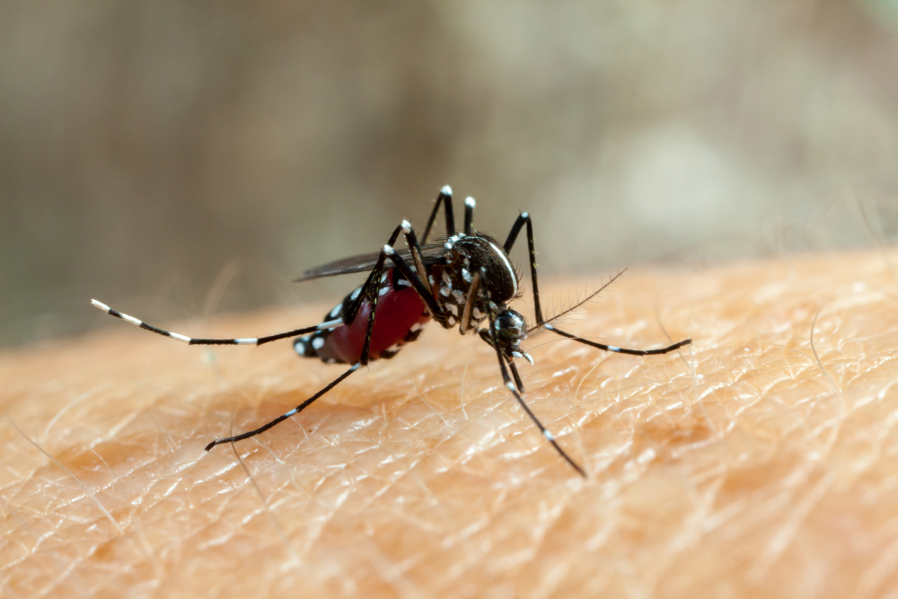 Alta de casos de dengue: confira dicas para evitar a proliferação do mosquito e proteger você e toda a sua família